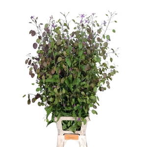 Lunaria annua (paarse penning)