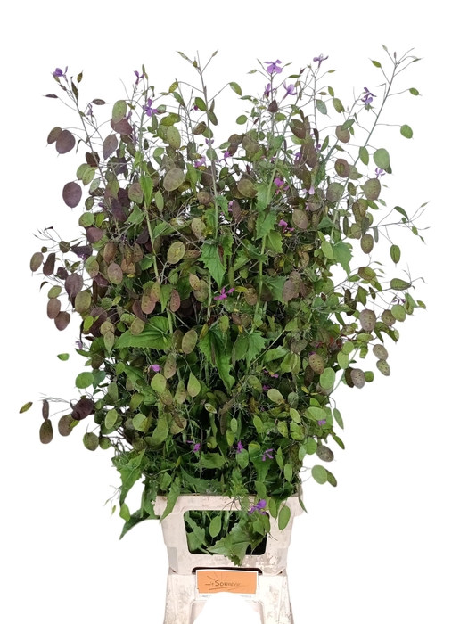 <h4>Lunaria annua (paarse penning)</h4>