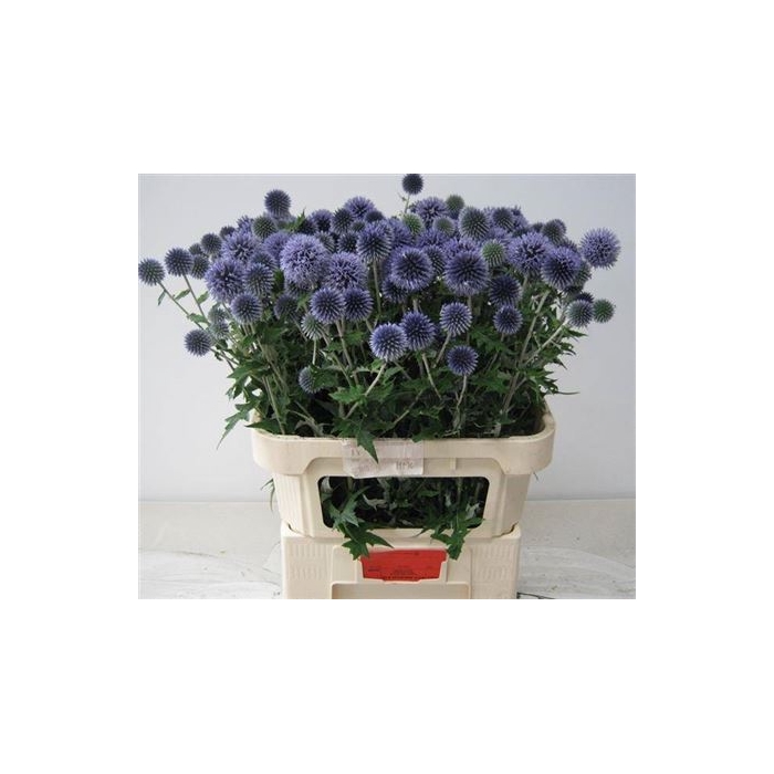 <h4>Echin Ba Blue Globe</h4>