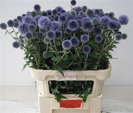 <h4>Echin Ba Blue Globe</h4>