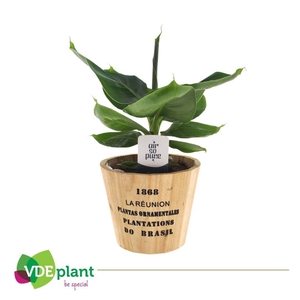 Musa in Nairobi pot