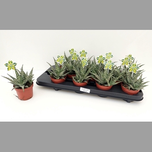 ALOE OV