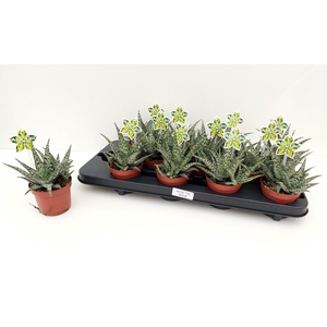 ALOE OV