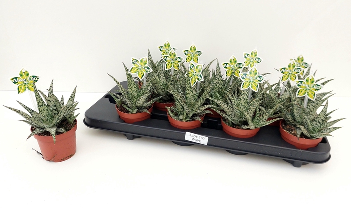 <h4>ALOE OV</h4>