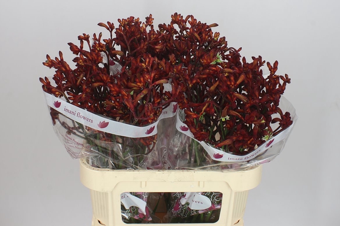 <h4>Anigozanthos Early Spring</h4>