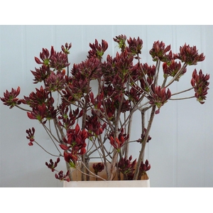 Rhodo ( Azalea ) Dark Orange 100cm P Stem
