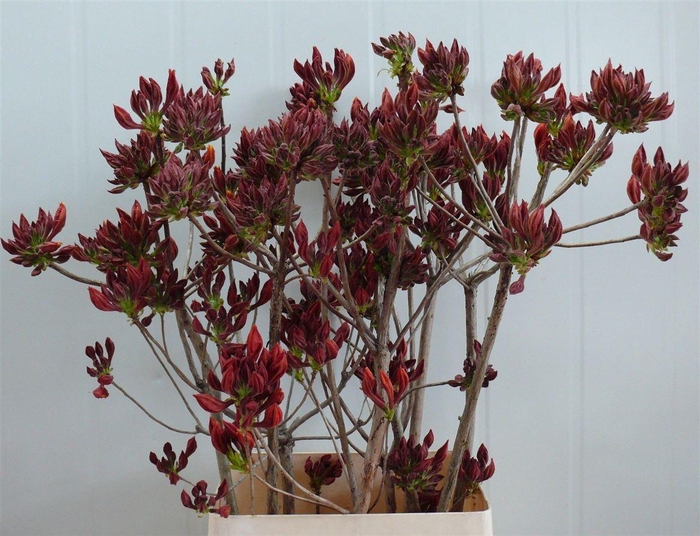 <h4>Rhodo ( Azalea ) Dark Orange 100cm P Stem</h4>