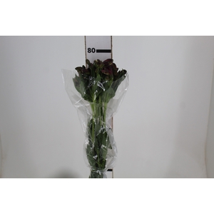 ALSTROEMERIA NAPOLI 080 CM