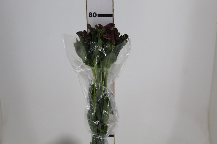 <h4>ALSTROEMERIA NAPOLI 080 CM</h4>