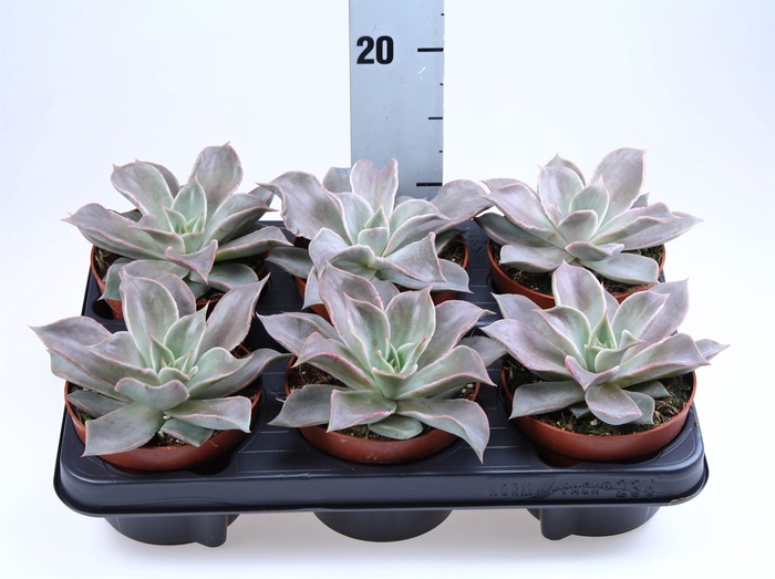 <h4>Echeveria   ...</h4>