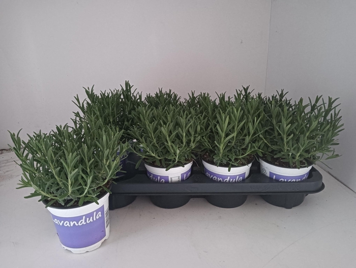 <h4>LAVAN AN HIDCOTE</h4>