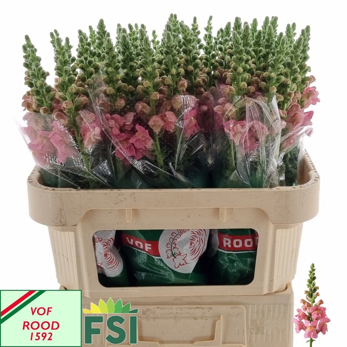 <h4>ANTIRRHINUM MAJUS 'OPUS PINK'</h4>