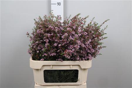 <h4>Chame Un Early Nir</h4>