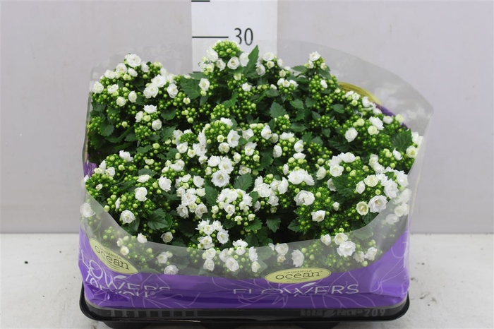 <h4>Campanula Midnight White Double</h4>