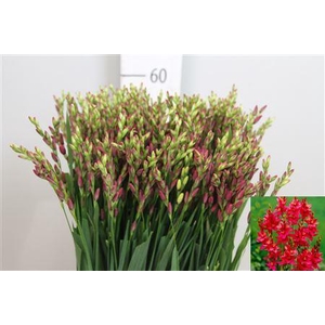 Ixia Venus