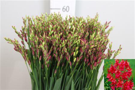 <h4>Ixia Venus</h4>