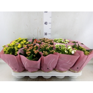 Kalanchoe blos.   ..rosebud mix