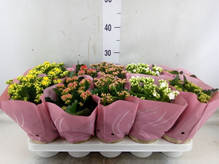 <h4>Kalanchoe blos.   ..rosebud mix</h4>