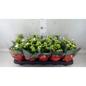 Kalanchoe blos. 'Calandiva Whites'