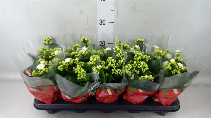 <h4>Kalanchoe blos. 'Calandiva Whites'</h4>