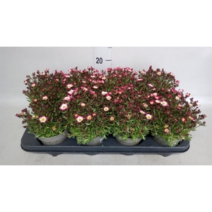 Saxifraga arend. 'Marto Rose'