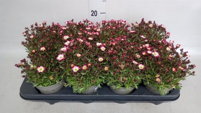 <h4>Saxifraga arend. 'Marto Rose'</h4>