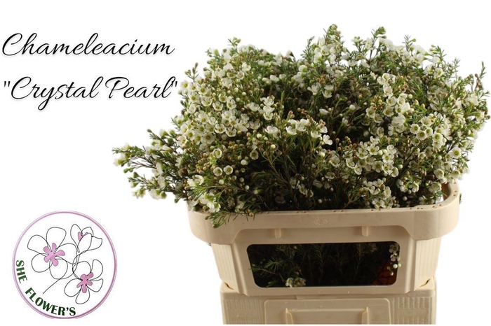 <h4>CHAME CRYSTAL PEARL</h4>