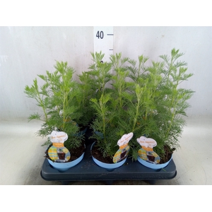 Artemisia abrotanum