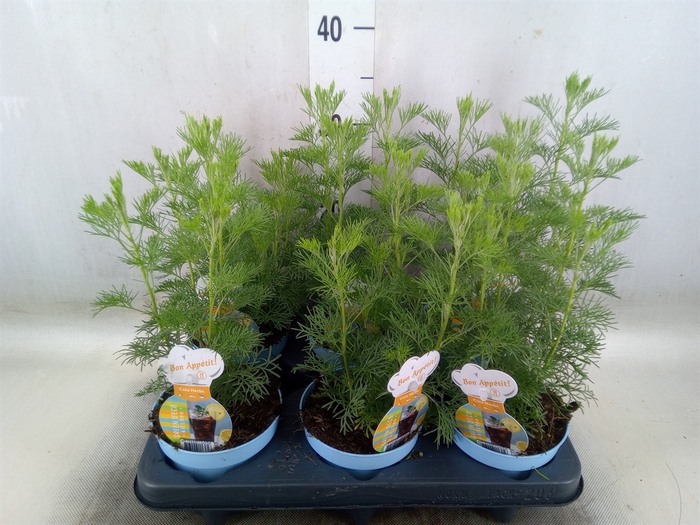 <h4>Artemisia abrotanum</h4>