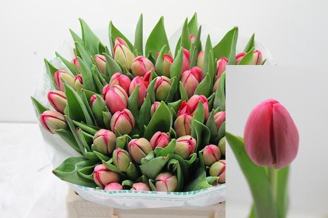 <h4>TU DU BELGRAVIA</h4>