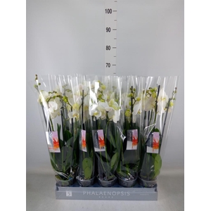 Phalaenopsis   ...white