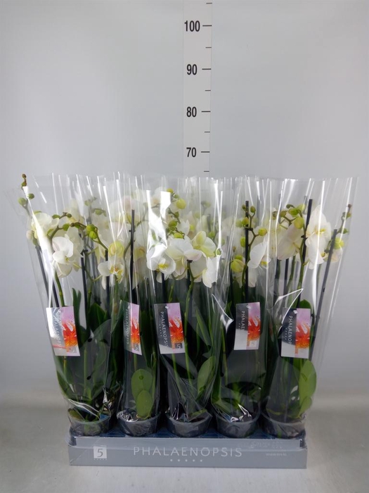 <h4>Phalaenopsis   ...white</h4>