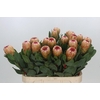 Protea Grandicolor
