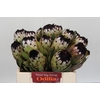 Protea Niobe