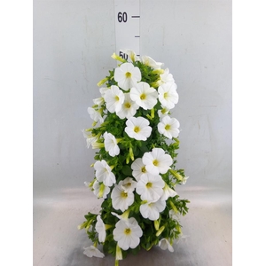 Perkplanten   ...sorted   [Bedding]