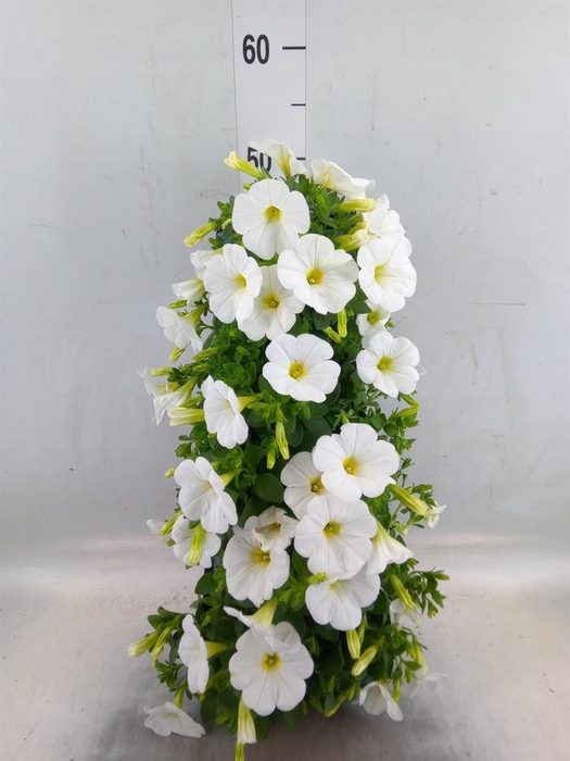 <h4>Perkplanten   ...sorted   [Bedding]</h4>