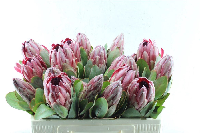 <h4>Protea Sharonet</h4>