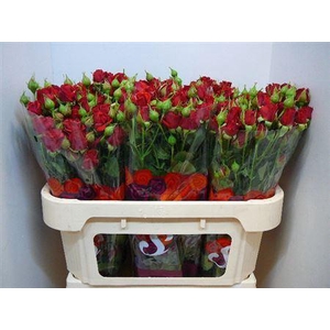 R Tr Velvet Blossoms