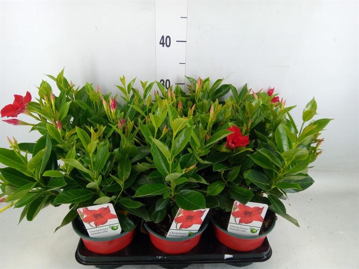 <h4>Mandevilla   ...</h4>