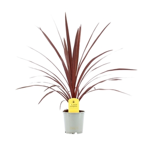 Cordyline Australis Red Star