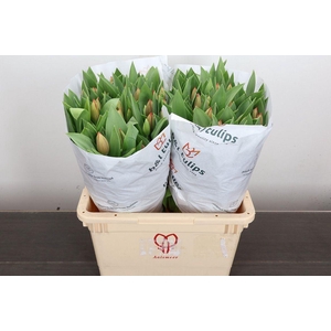 Tulipa EN 'Ad Rem'