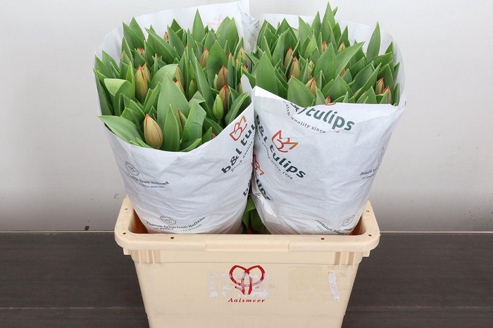 <h4>Tulipa EN 'Ad Rem'</h4>