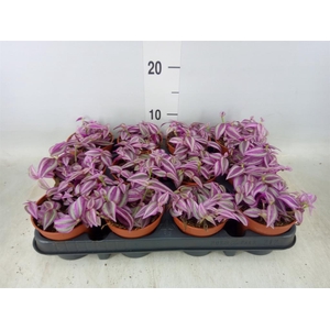 Tradescantia zebr. 'Pink Paradise'