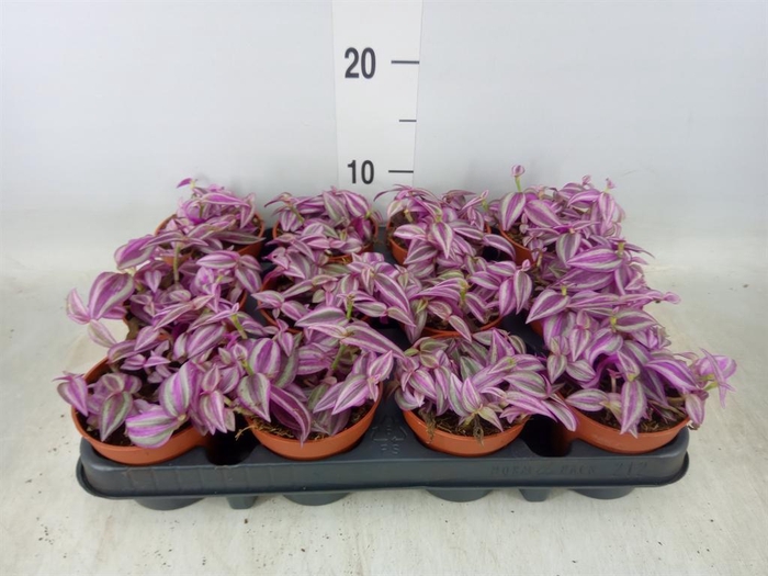 <h4>Tradescantia zebr. 'Pink Paradise'</h4>