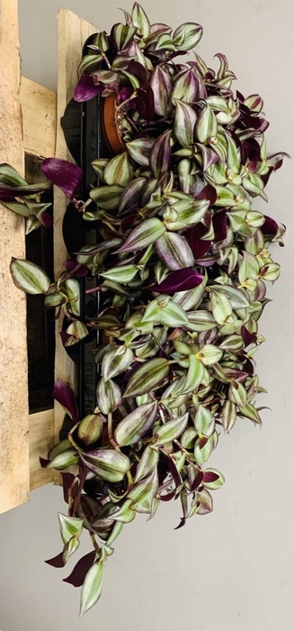 Tradescantia zebrina Violet Hill 17Ø 22cm