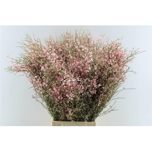 Ginster Pink 200 Gram