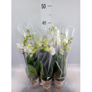 Phalaenopsis multi. 'FC Silly Tom'