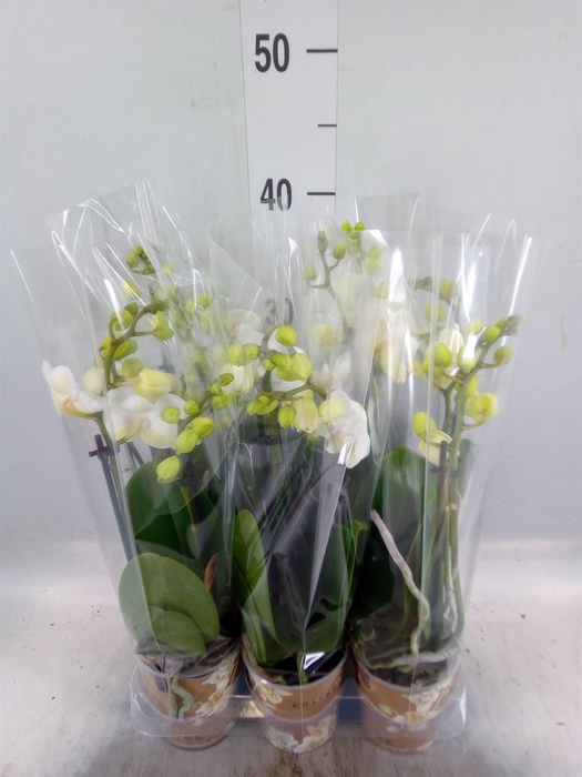 <h4>Phalaenopsis multi. 'FC Silly Tom'</h4>