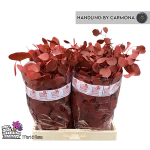 EUC POL KLB P BOS H%