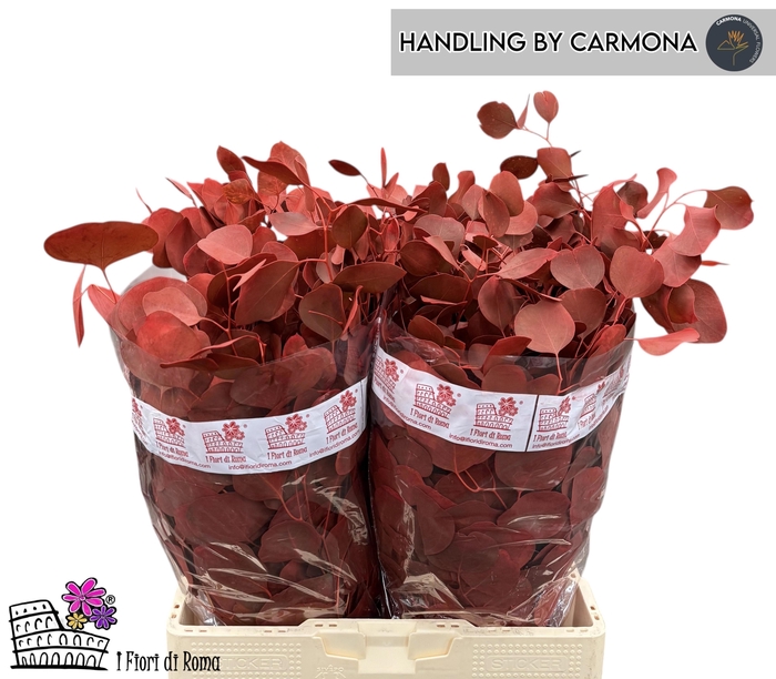 <h4>EUC POL KLB P BOS H%</h4>